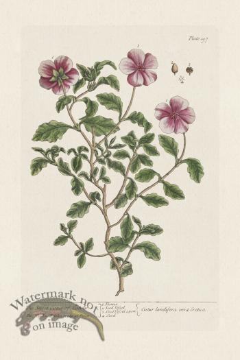 BEE 197 The Sweet Cistus of Candy